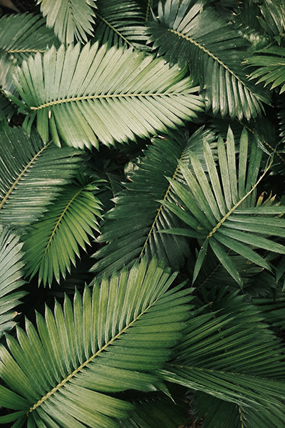 Photo de feuilles plante verte